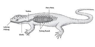 Sistem Pernapasan Reptil